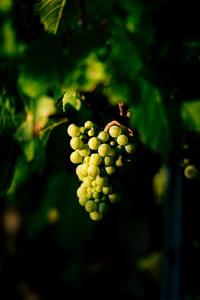 gk-abrau-dyurso-zavershila-sezon-sbora-urozhaya